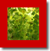 DAPACU LIVING WALLS  456