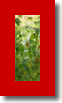 DAPACU LIVING WALLS  45h6