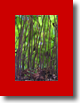 DAPACU LIVING forests