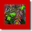 Swamp Cypress por dapacu