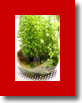 dapacu ecospheras  ECOSPHERES